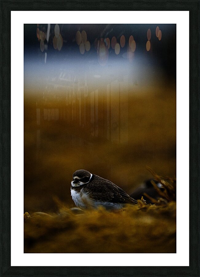 Pretty Plover III Picture Frame print