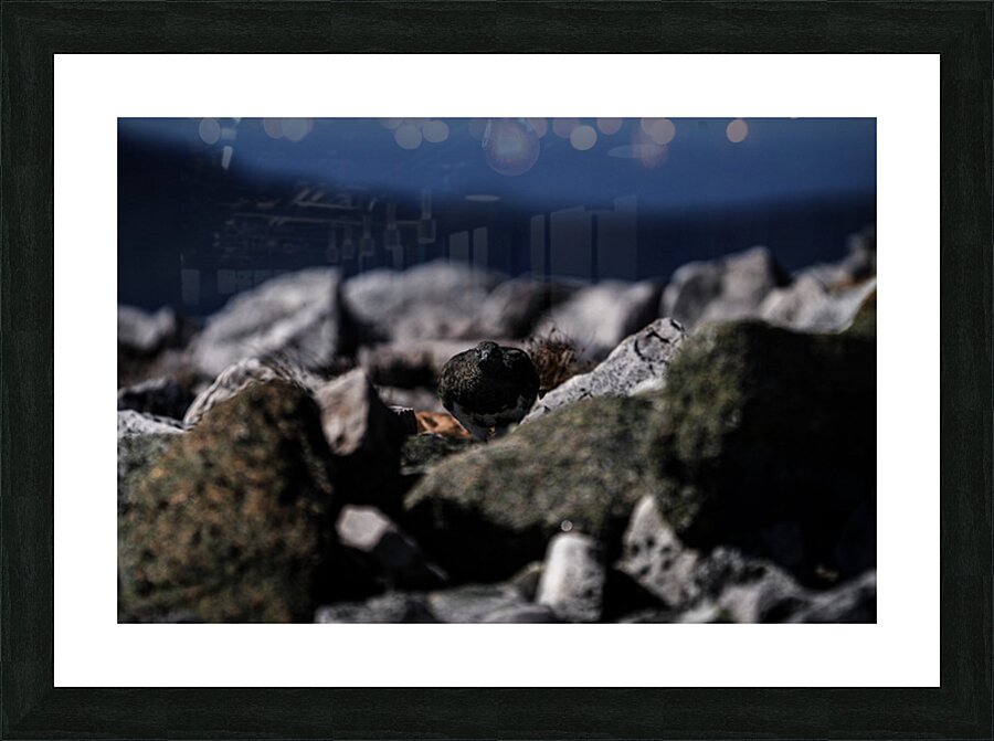 Hard as Rock Picture Frame print