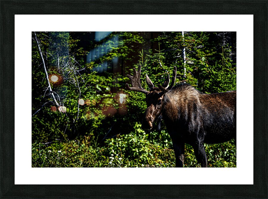 Bullwinkle I Picture Frame print