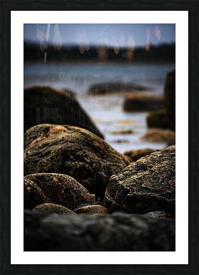 Mighty Mink IV Picture Frame print