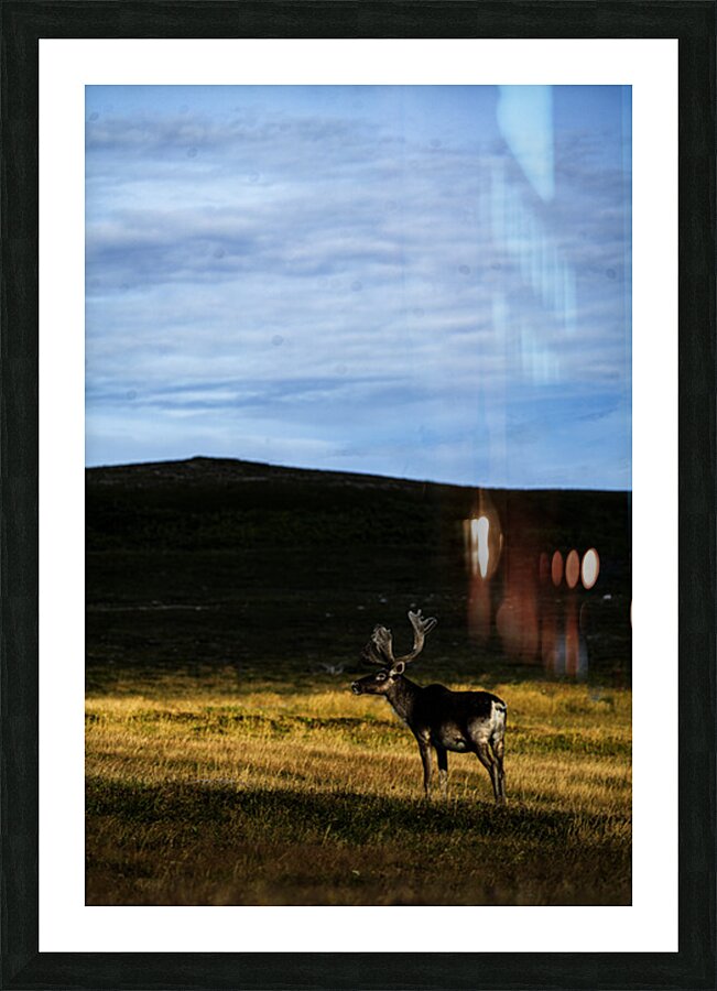 Southern Tundra Bull III Picture Frame print