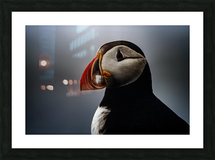Sea Parrot III Picture Frame print