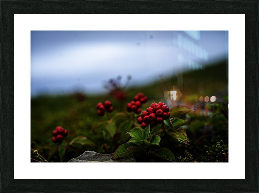 Creeping Dogwood Floor Picture Frame print