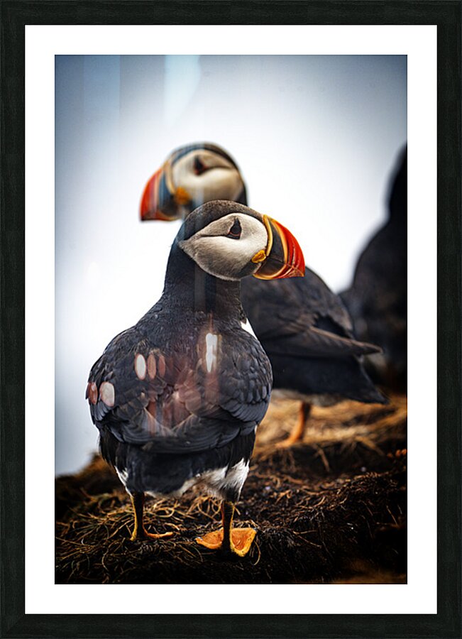 Chilling Puffin III Picture Frame print
