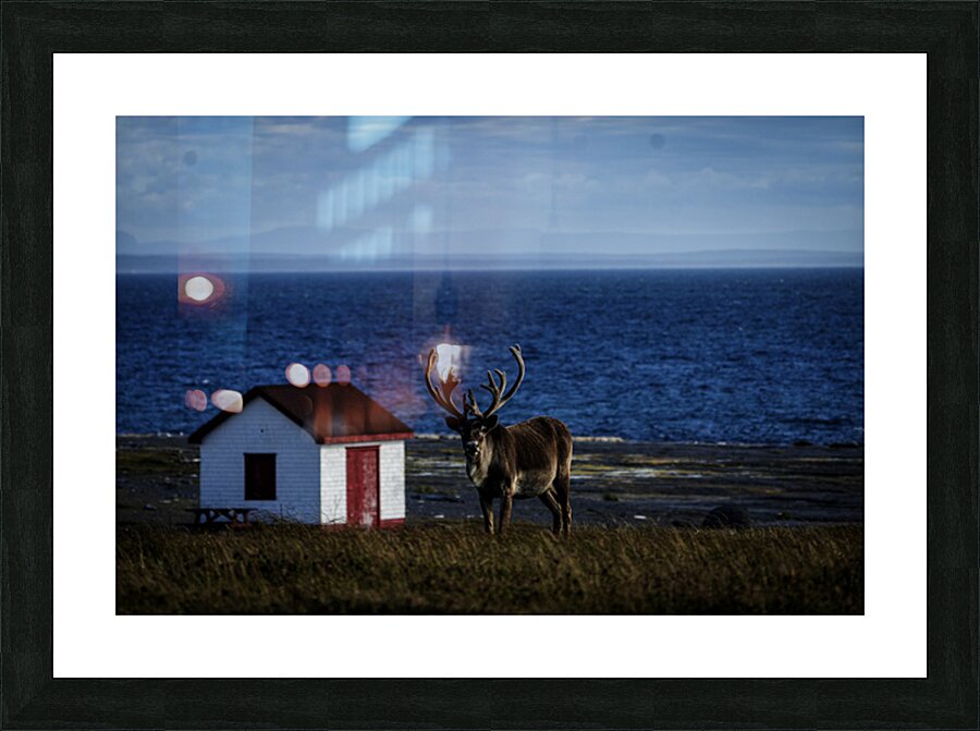 Southern Tundra Bull Picture Frame print