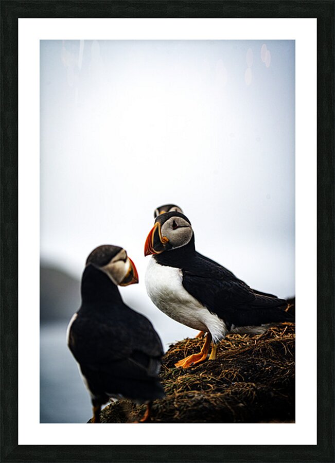 Chillin Puffin II Picture Frame print