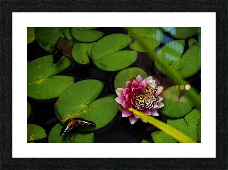 Butterflies and Lilies  Picture Frame print