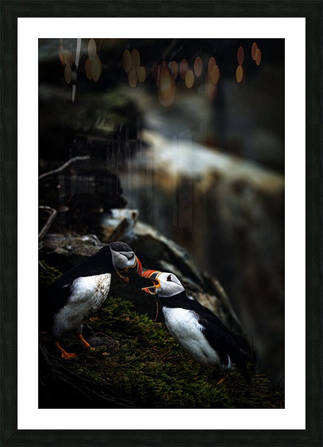 Kissing or Fighting is the question Picture Frame print