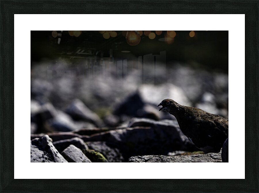 Baritone Bird II Picture Frame print