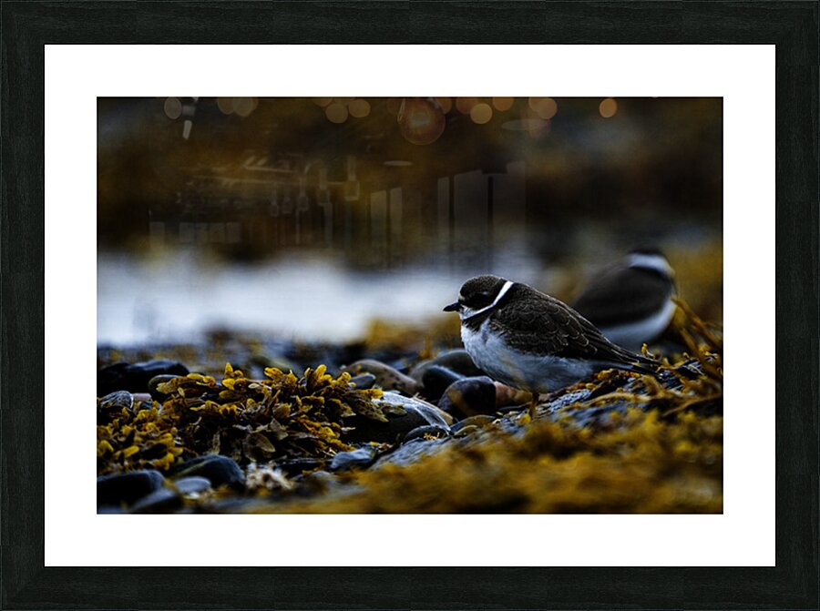 Pretty Plover II Picture Frame print