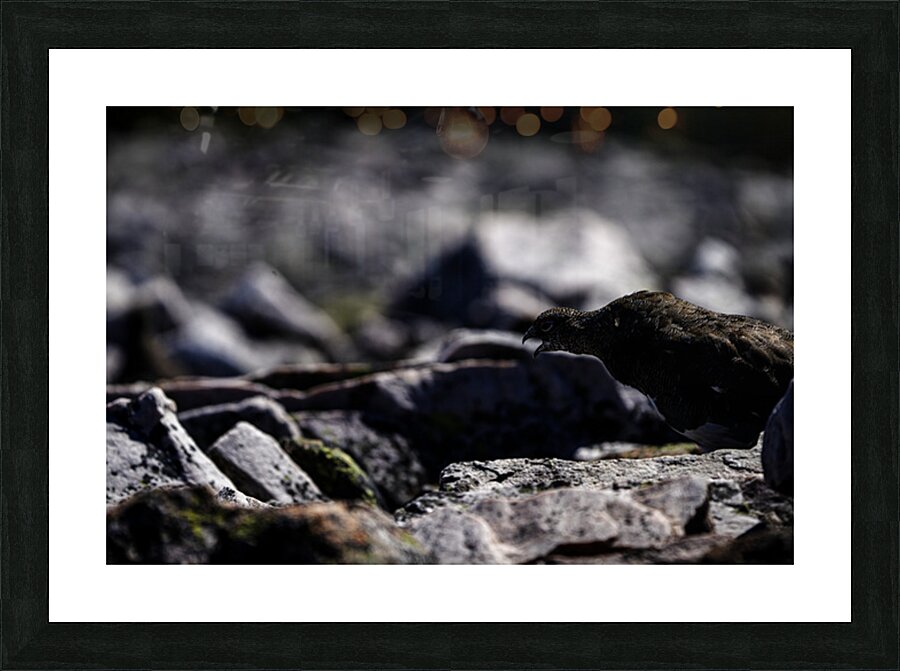 Baritone Bird Picture Frame print