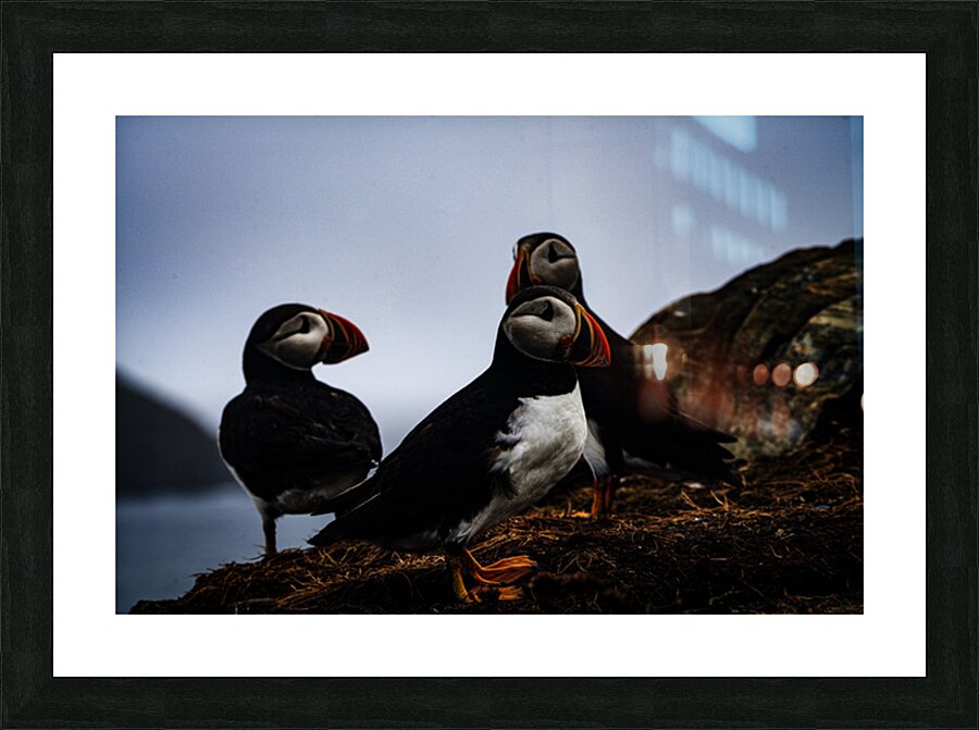 Chillin Puffin Picture Frame print
