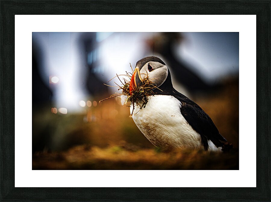 Beak Full II Picture Frame print
