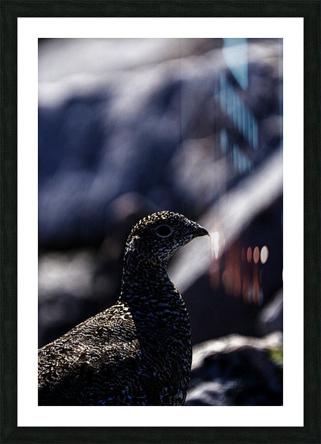 Hard as Rock III Picture Frame print