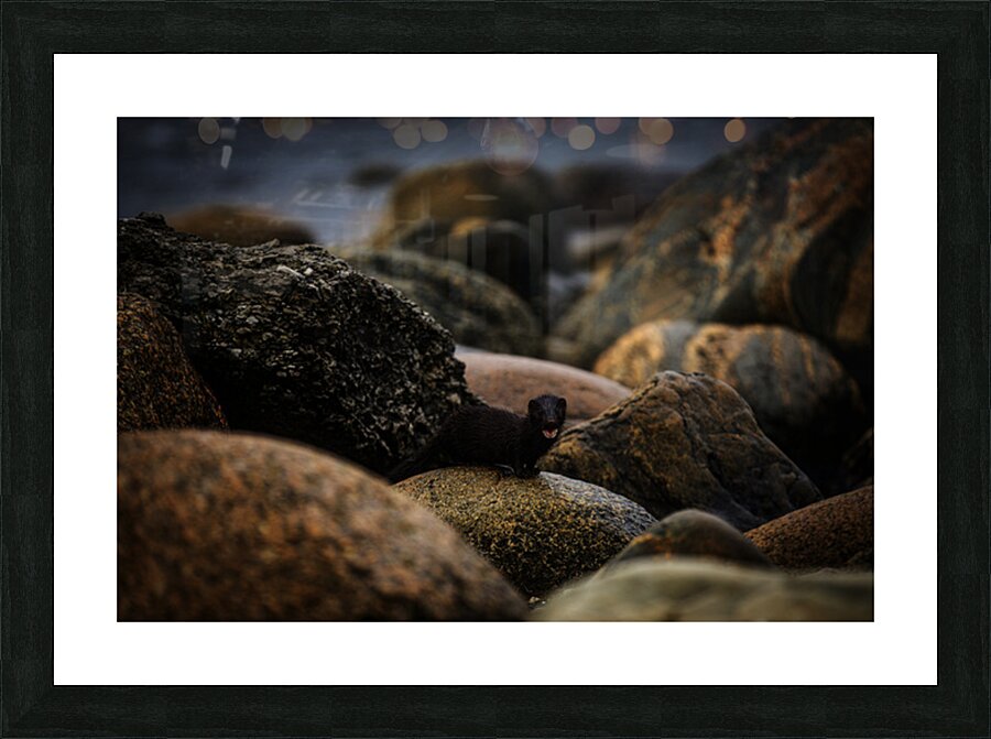 Mighty Mink II Picture Frame print