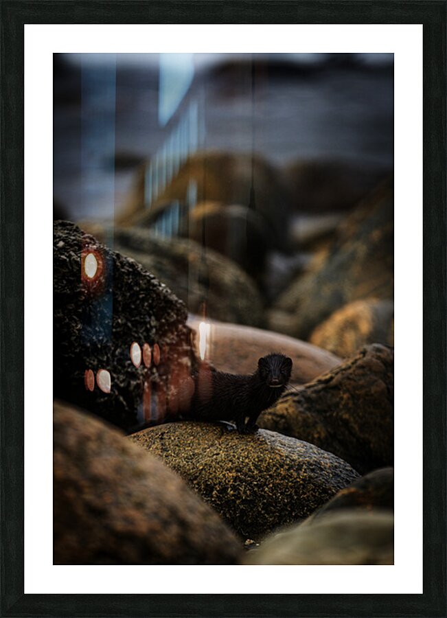 Mighty Mink I Picture Frame print