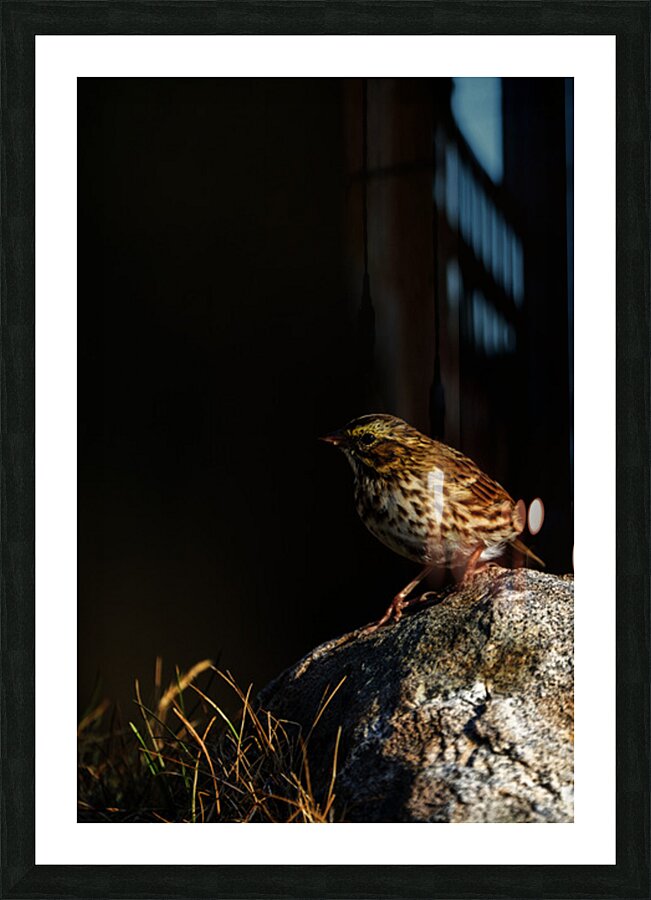 Salty Siskin Picture Frame print