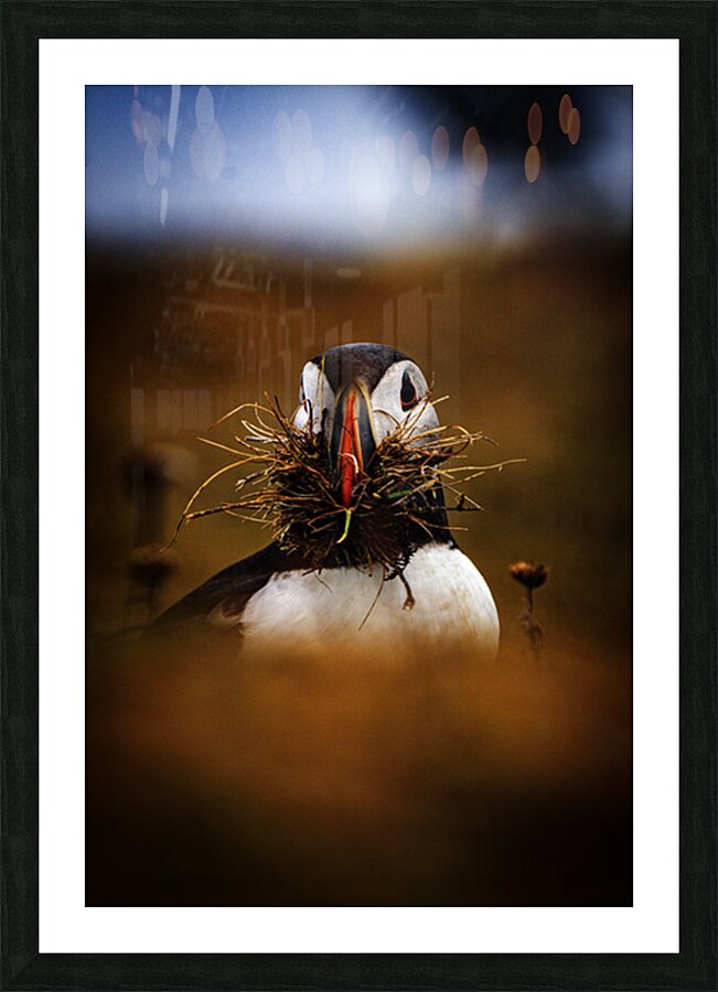 Beak Full Picture Frame print