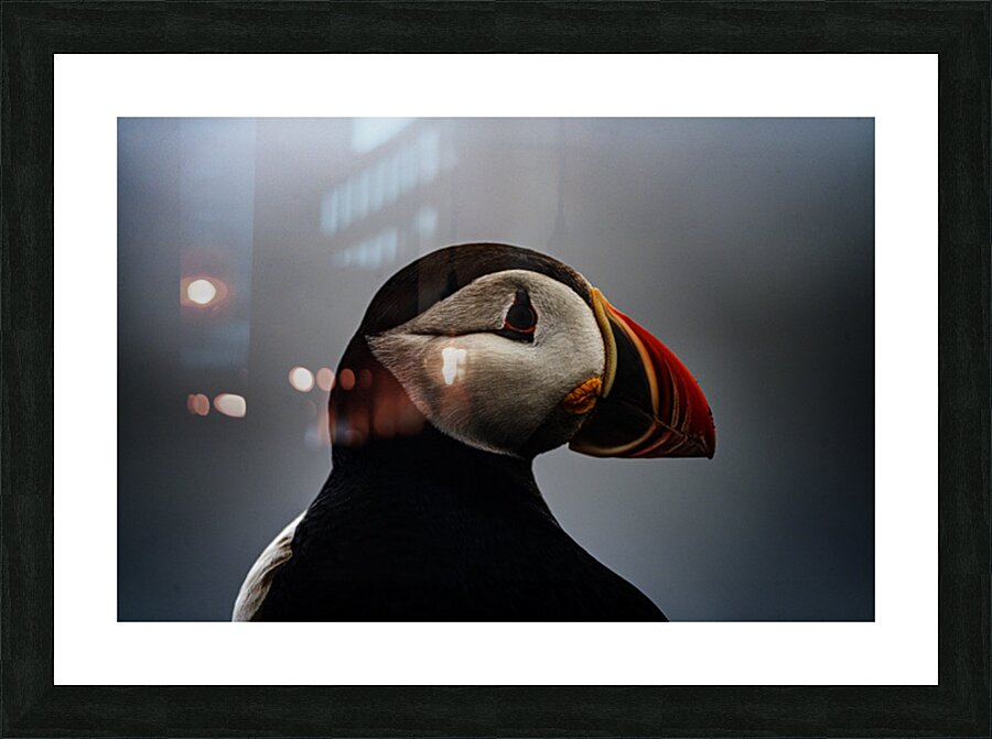 Sea Parrot Picture Frame print