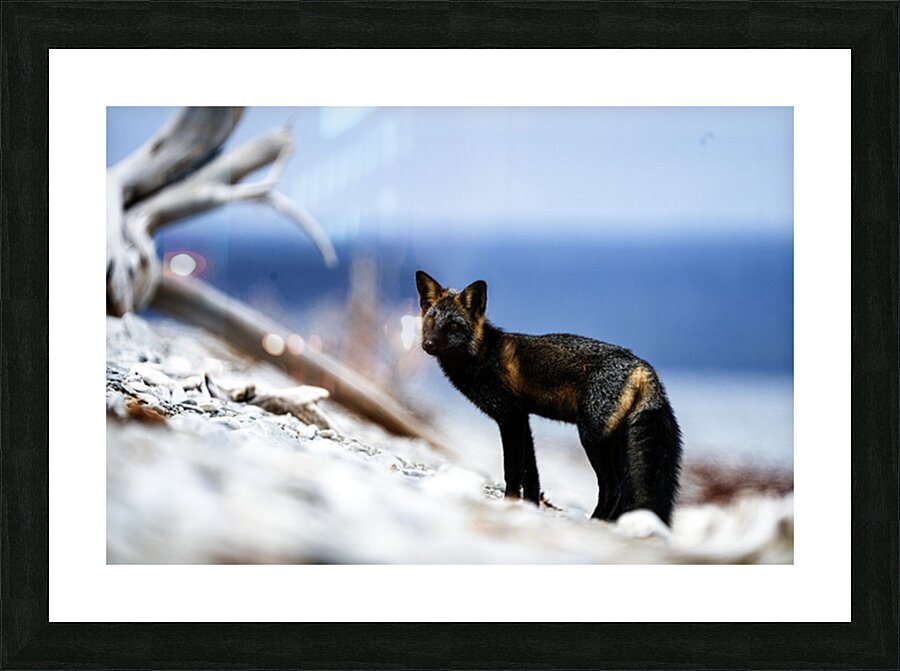 Fire Fox I Picture Frame print