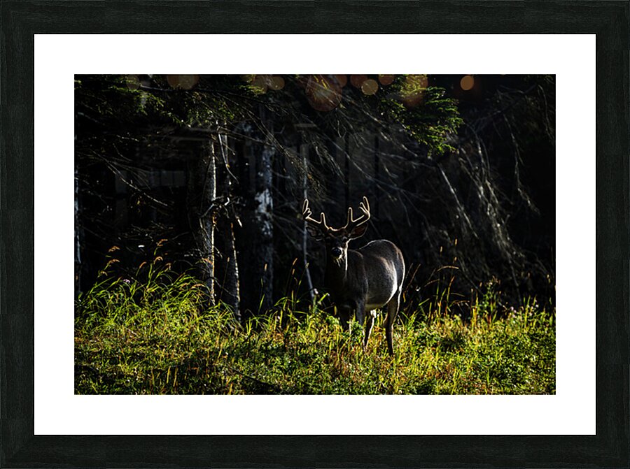 Great Prince of the Forest II Picture Frame print