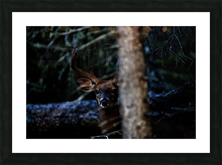 Great Prince of the Forest I Picture Frame print