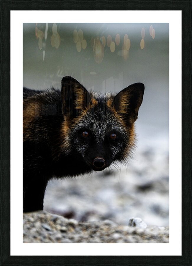Fire Fox II Picture Frame print