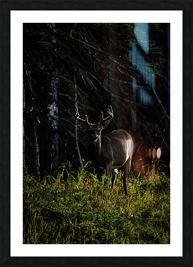Great Prince of the Forest III Picture Frame print
