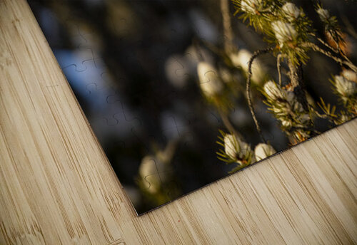 Le petit curieux Francois Lapointe puzzle