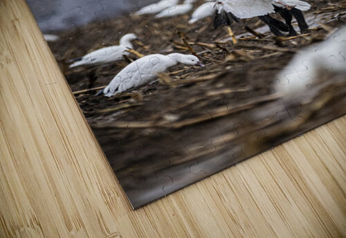 Cole la Legende Francois Lapointe puzzle