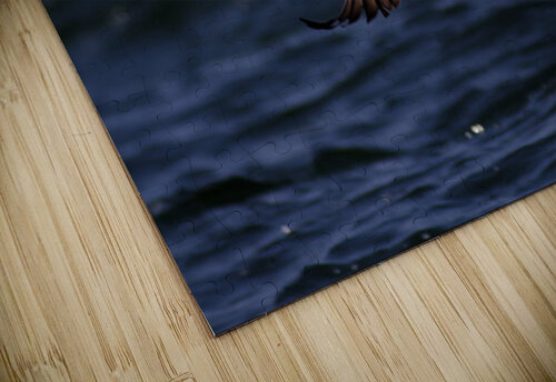 Somateria Francois Lapointe puzzle