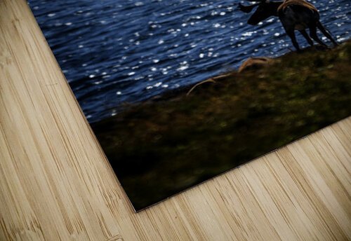 Southern Tundra Bull II Francois Lapointe puzzle