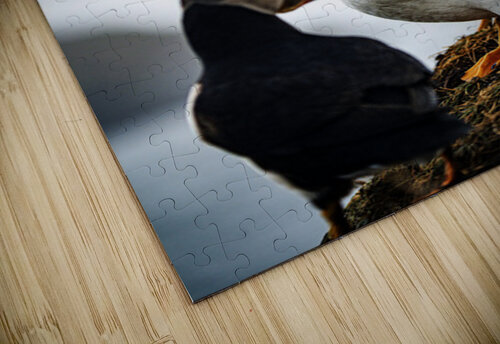 Chillin Puffin II Francois Lapointe puzzle