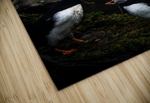 Kissing or Fighting is the question Francois Lapointe puzzle