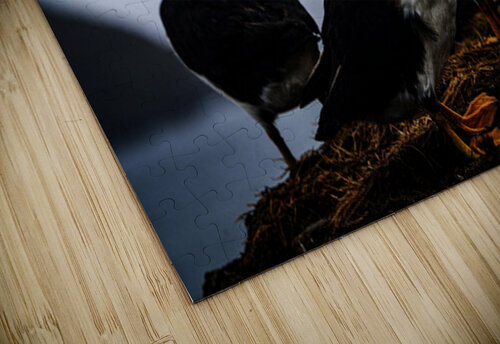 Chillin Puffin Francois Lapointe puzzle