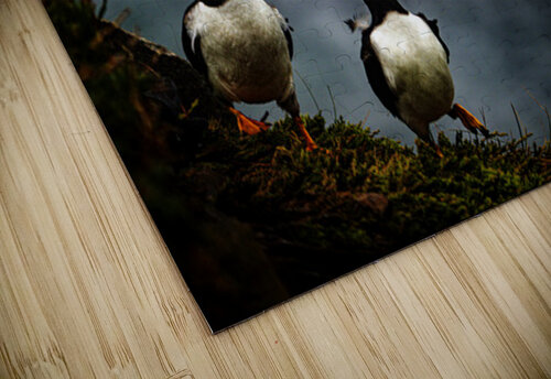 Rough Wind Rough Feather Francois Lapointe puzzle