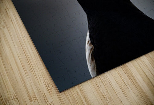 Sea Parrot Francois Lapointe puzzle