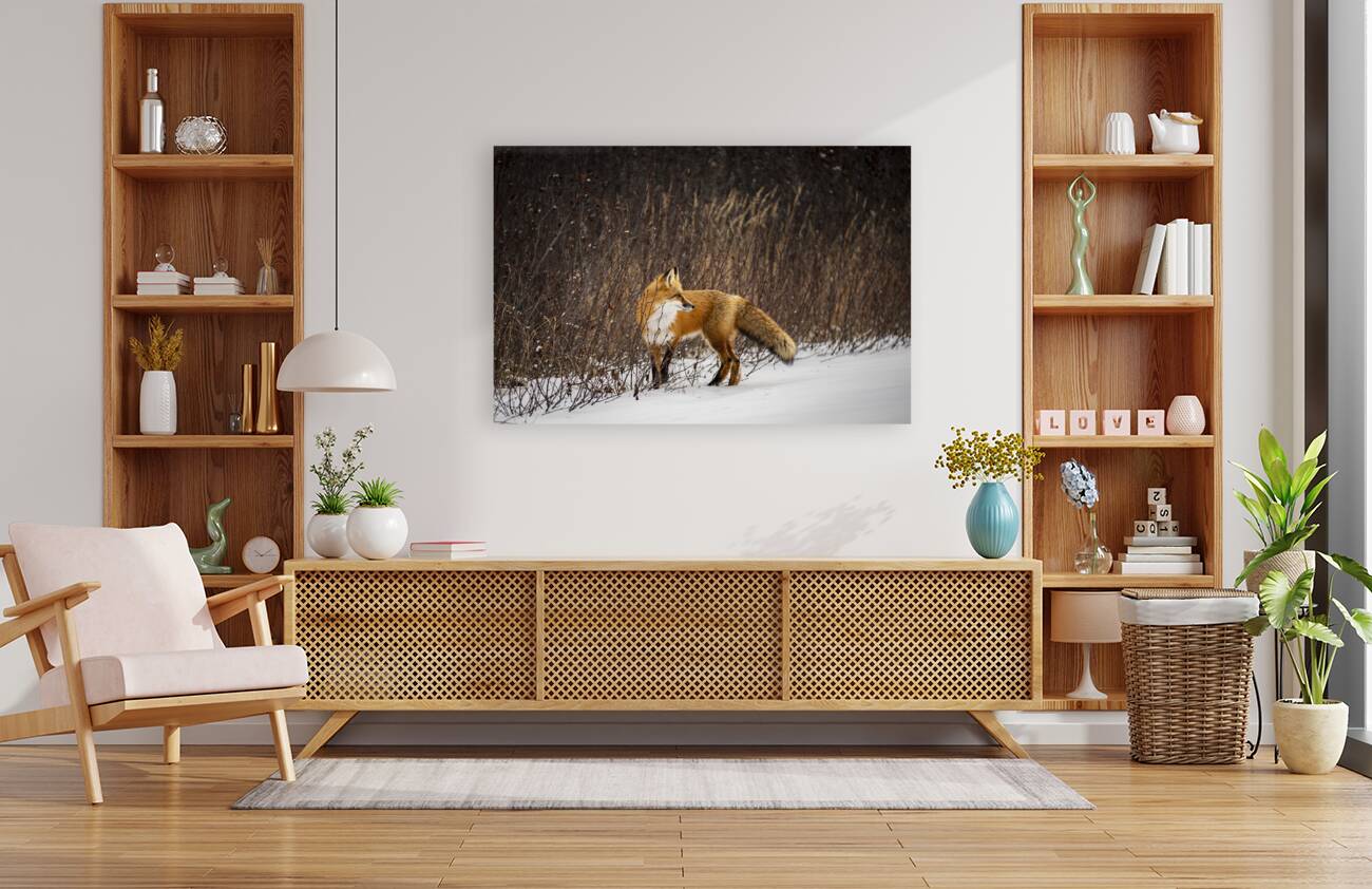 Renard dEeyou Istchee Reproduction