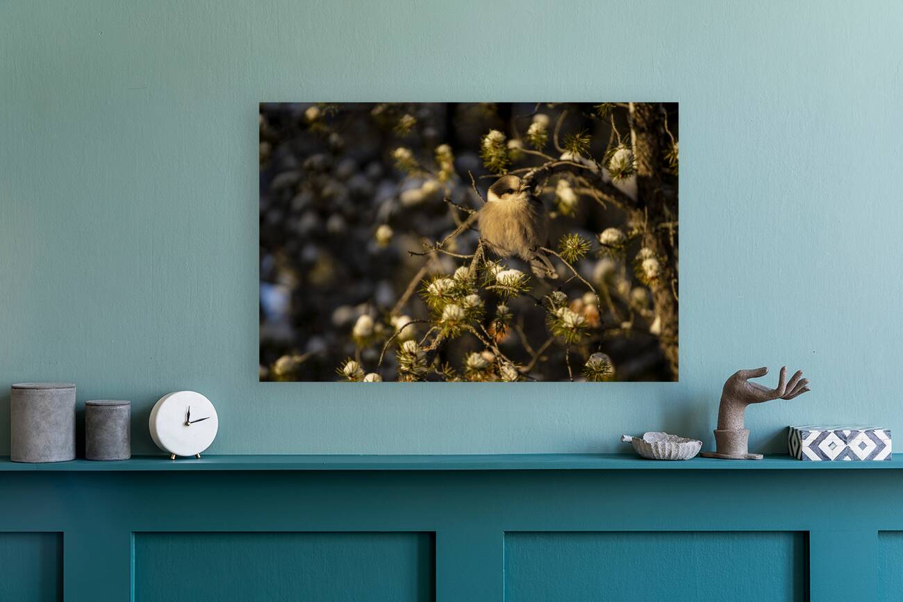 Le petit curieux Reproduction