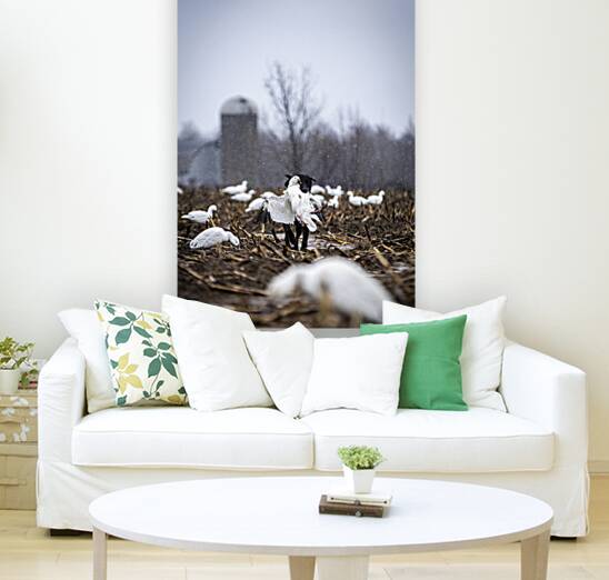 Cole la Legende Reproduction