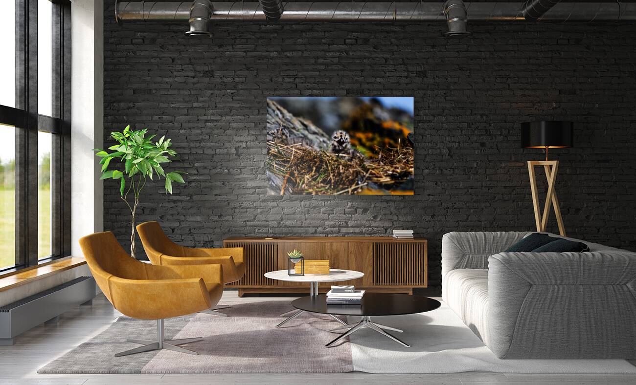 Day older Reproduction