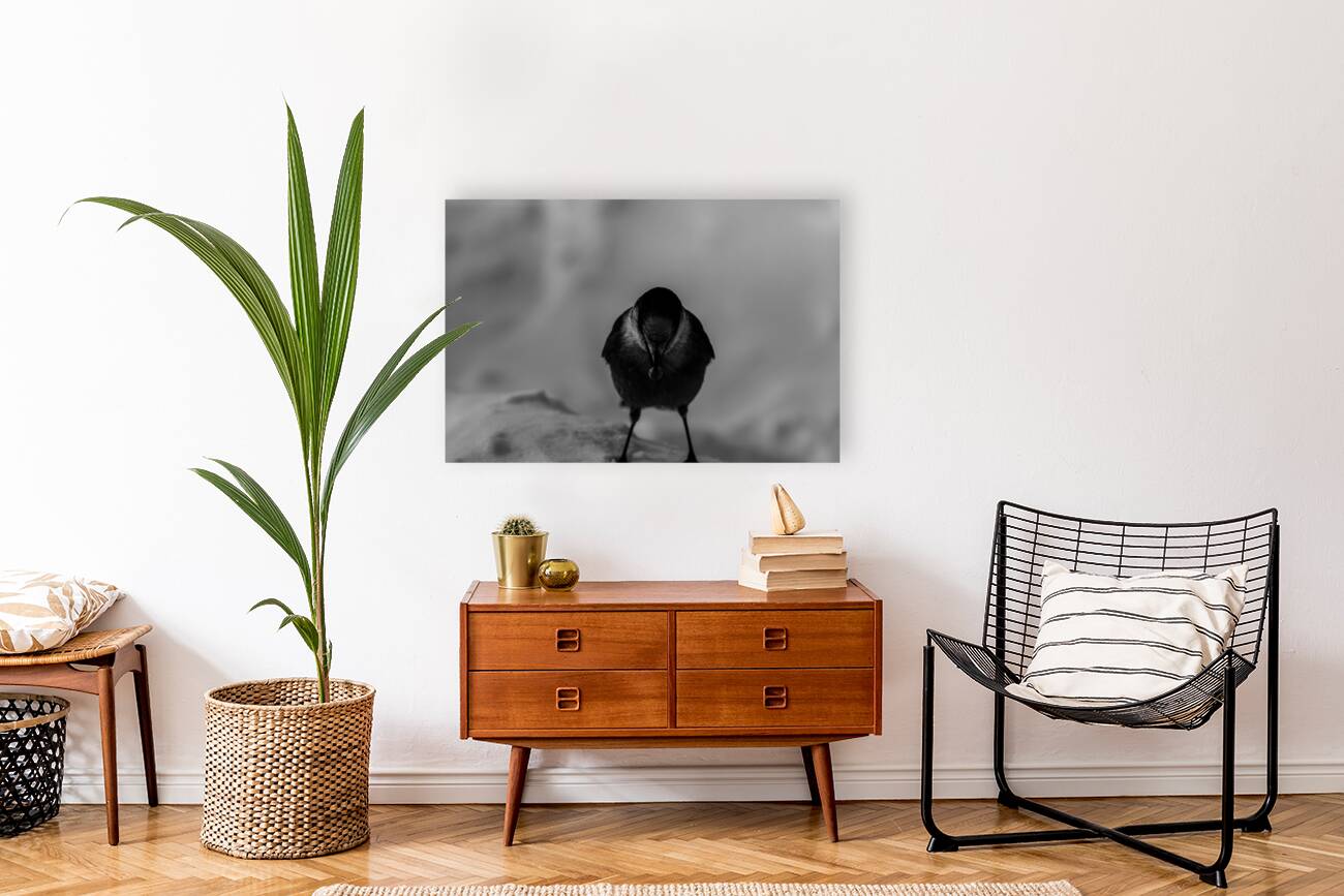 Pimbina Reproduction