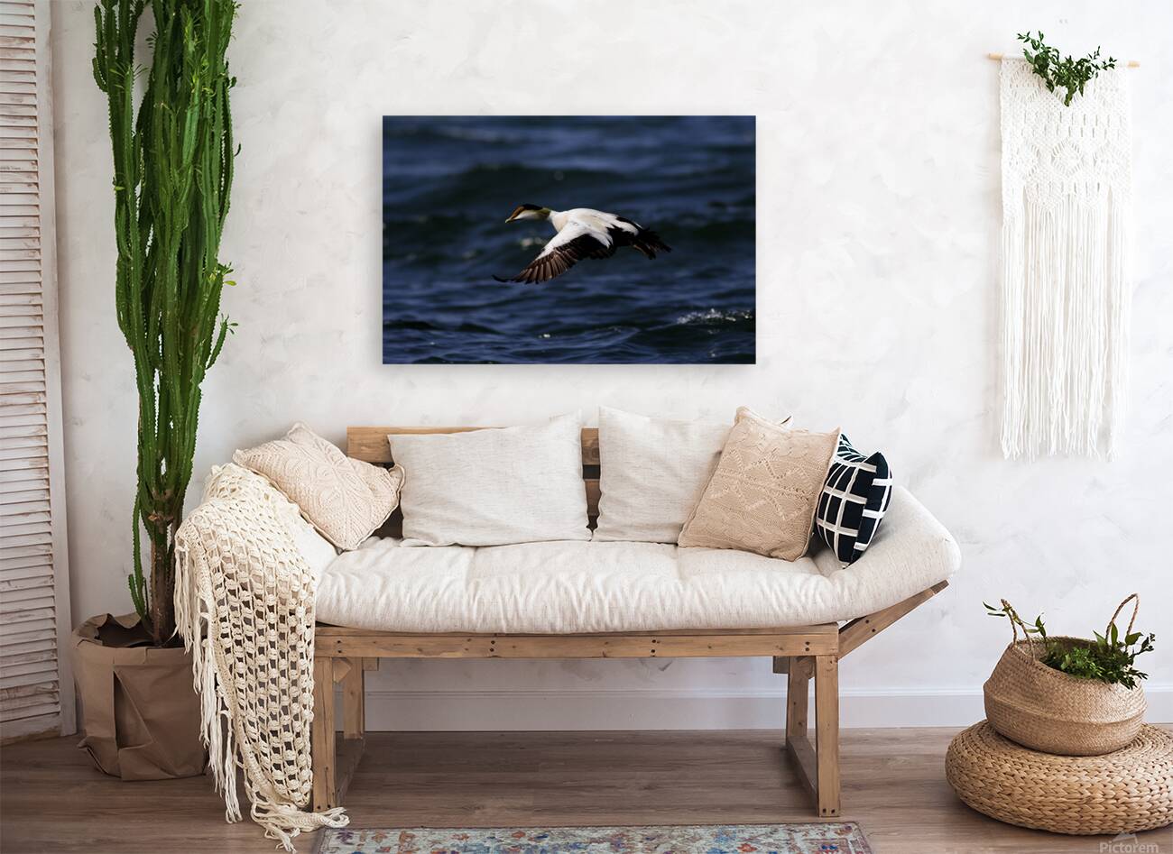 Somateria Reproduction