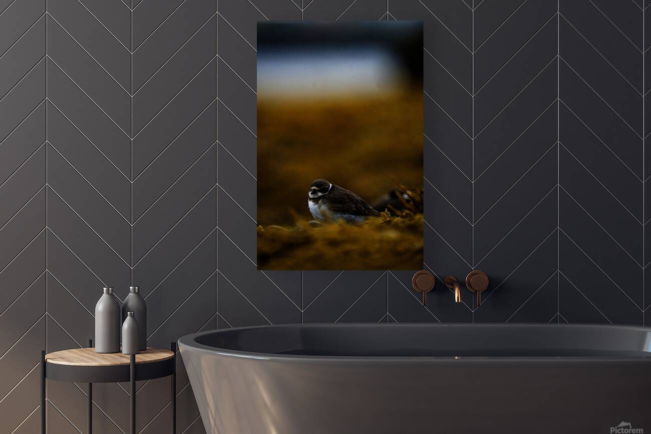 Pretty Plover III Reproduction