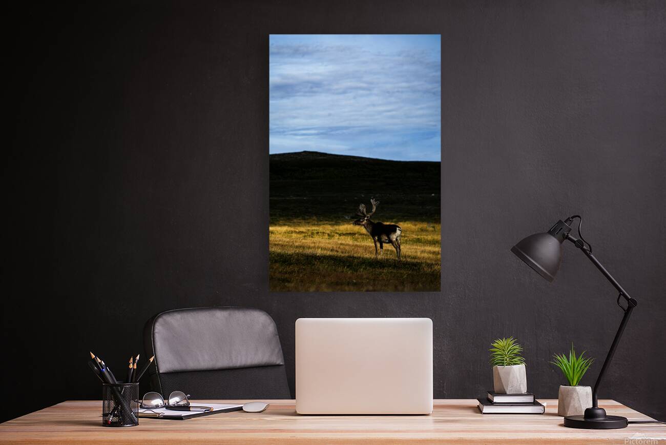 Southern Tundra Bull III Reproduction