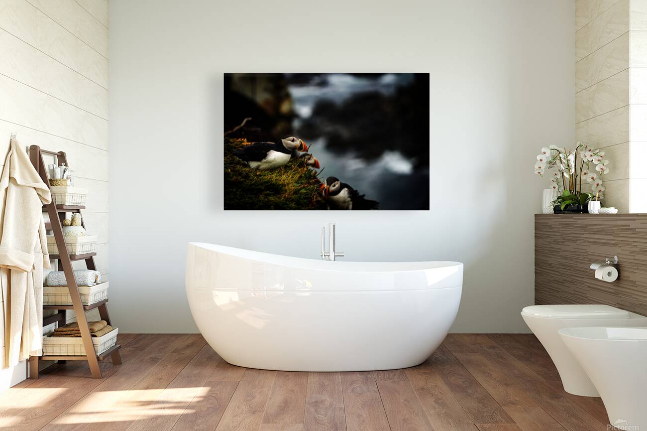 Curious Dude II Reproduction