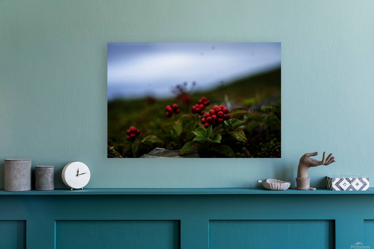 Creeping Dogwood Floor Reproduction