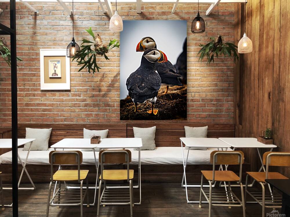 Chilling Puffin III Reproduction