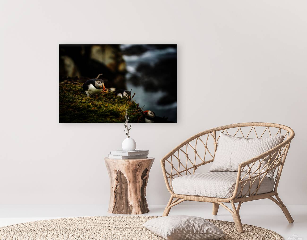 Curious Dude Reproduction