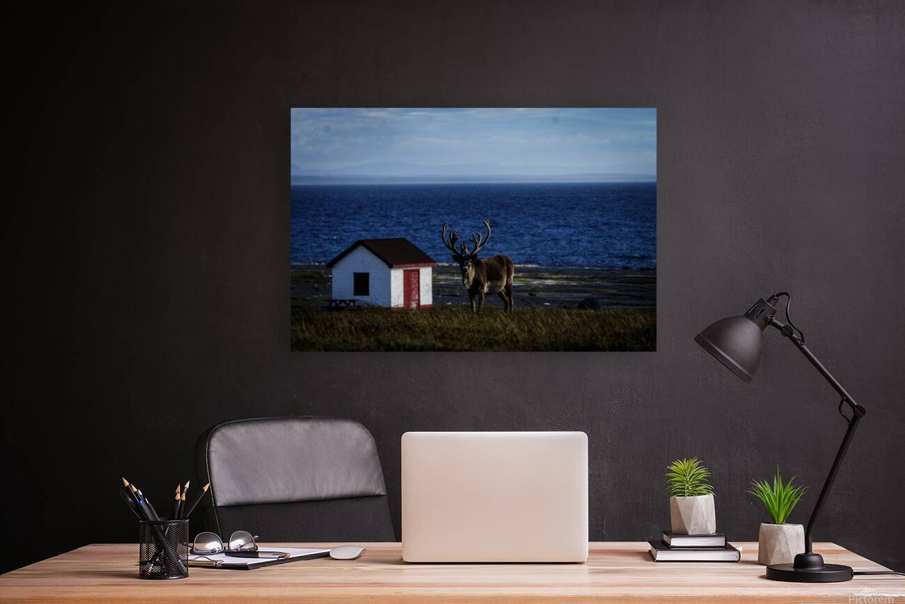 Southern Tundra Bull Reproduction